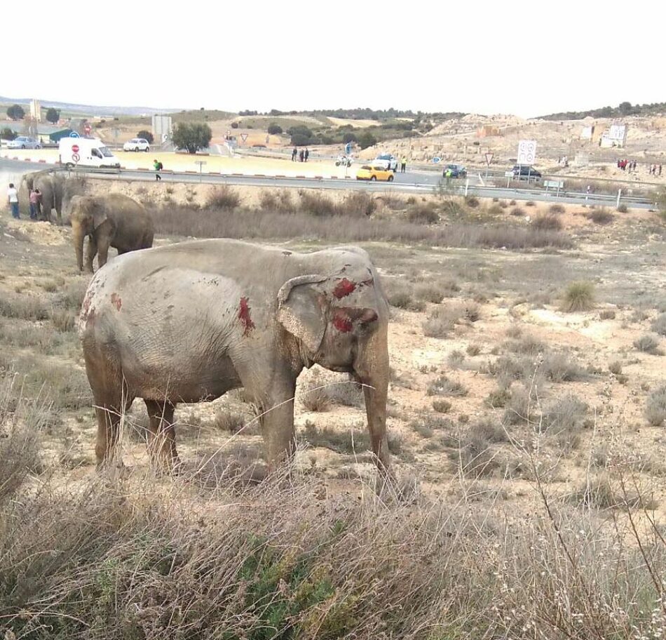 La presidenta de PACMA se desplaza a Albacete para conocer el estado de los elefantes