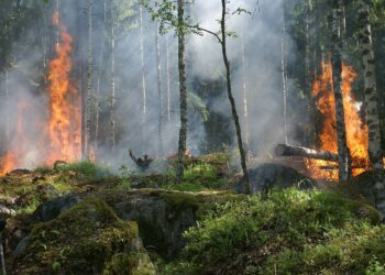 La Xunta de Galicia faculta al lobby procaza para investigar incendios