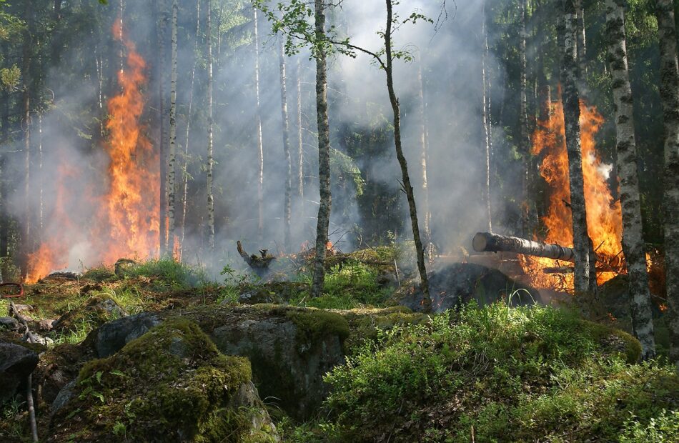 La Xunta de Galicia faculta al lobby procaza para investigar incendios