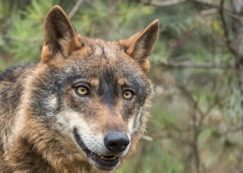 EQUO Andalucía celebra que la Junta prepare la posible presencia del lobo en Andalucía para proceder a su gestión