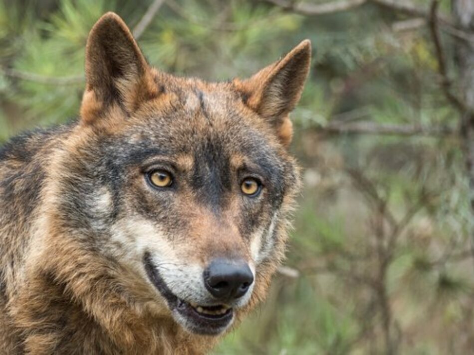 EQUO Andalucía celebra que la Junta prepare la posible presencia del lobo en Andalucía para proceder a su gestión