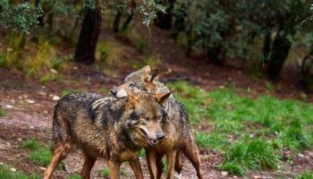Alianza Verde rechaza la aprobación de la Proposición de Ley del PP para rebajar la protección del lobo con el apoyo de PNV y Junts