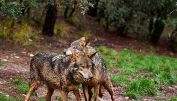 PACMA solicita a Pedro Sánchez que interponga un recurso de inconstitucionalidad para frenar la caza del lobo