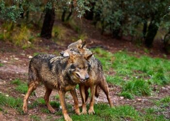 EQUO se reúne con la Consejería de Medio Ambiente para proponer un Acuerdo por el lobo en Andalucía