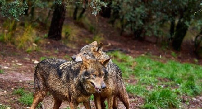 Alianza Verde rechaza el plan del gobierno de Adrián Barbón en Asturias para cazar 67 lobos, y le reclama que lo detenga
