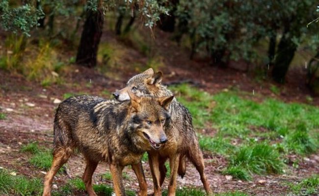 Alianza Verde rechaza la aprobación de la Proposición de Ley del PP para rebajar la protección del lobo con el apoyo de PNV y Junts