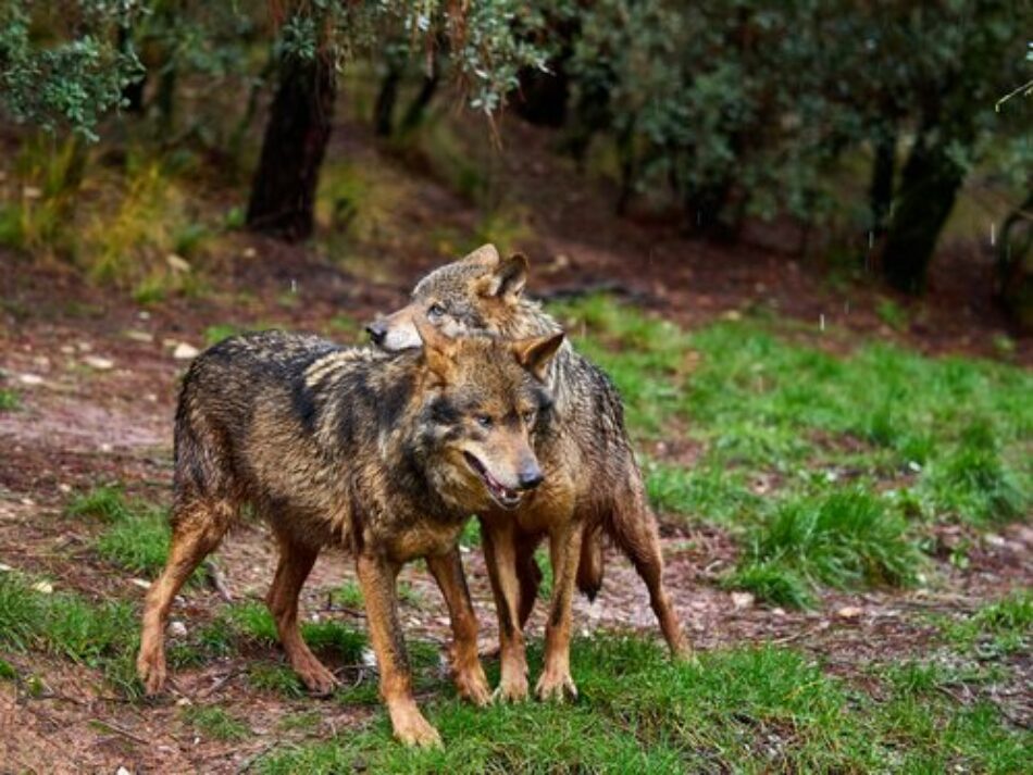 EQUO se reúne con la Consejería de Medio Ambiente para proponer un Acuerdo por el lobo en Andalucía