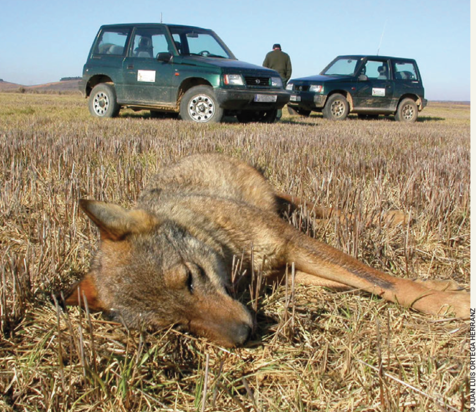 168.000 euros de fianza por el envenenamiento de más de 50 ejemplares de fauna