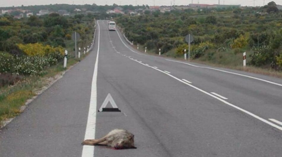 El Congreso de los Diputados insta al Gobierno a construir pasos de fauna para evitar los atropellos de lobos en la carretera A-1 en Somosierra (Madrid)