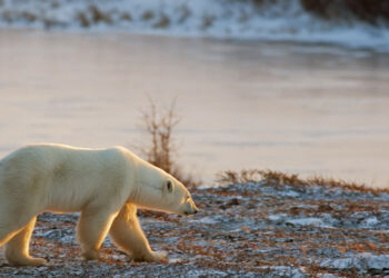 El calentamiento global acabará con especies como el oso polar y los arrecifes de coral para 2100