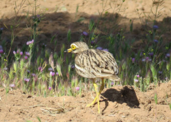 El proyecto LIFE Estepas de La Mancha “toma el pulso” a poblaciones de aves esteparias en cuatro ZEPA de Castilla-La Mancha