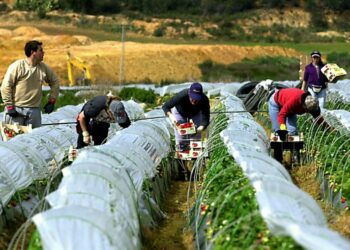 IU pregunta al Gobierno en el Congreso si investiga ya la “explotación laboral y sexual de trabajadoras inmigrantes en el campo onubense”