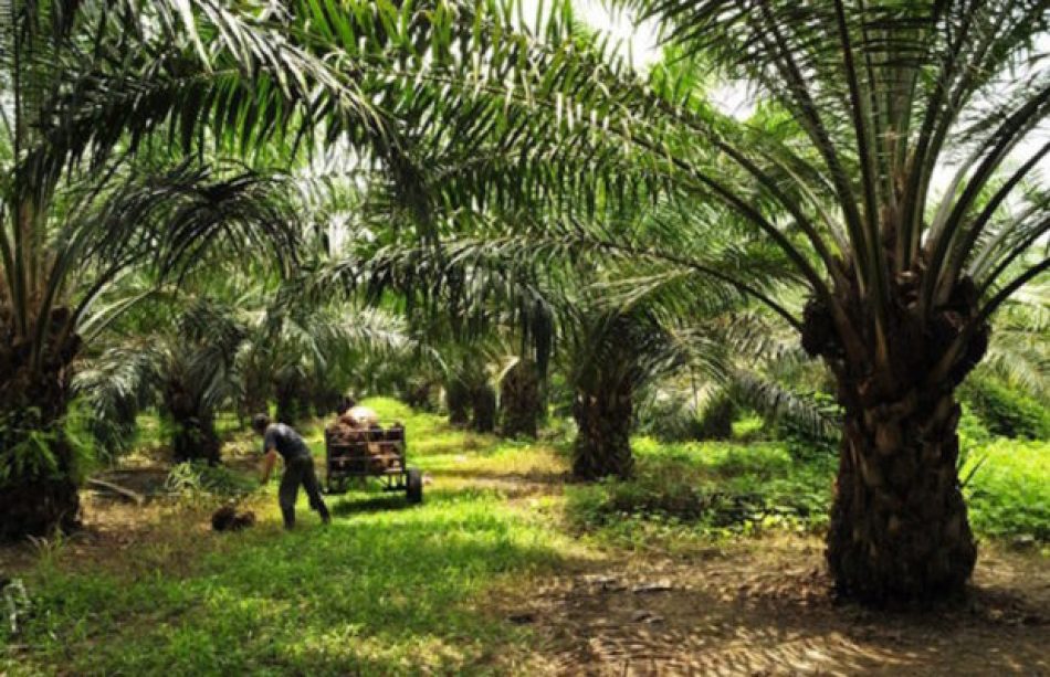 Unidos Podemos exige a la Ministra Tejerina que rechace el uso del aceite de palma como biocombustible