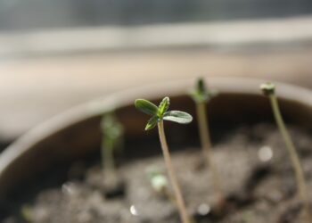 Los sistemas de cultivo domésticos, cada vez más populares