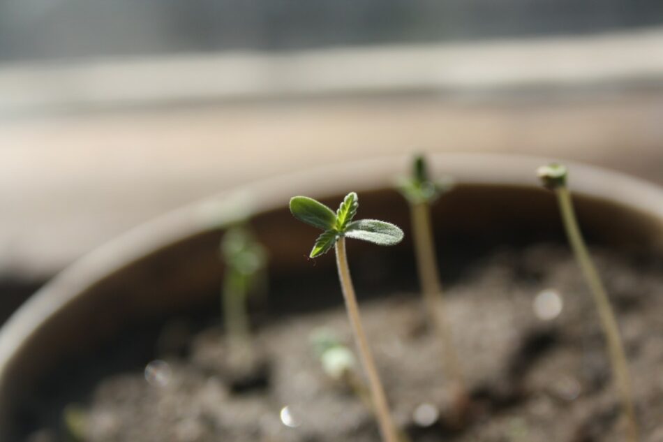 Los sistemas de cultivo domésticos, cada vez más populares