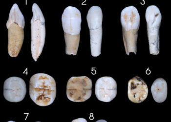 Un estudio cuestiona el origen europeo de los neandertales