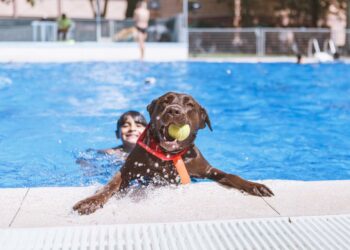 Cambiemos Murcia propondrá en el Pleno celebrar un día de puertas abiertas para perros en las piscinas municipales