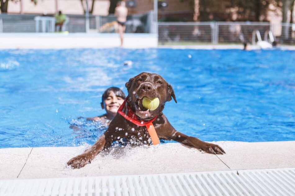 Cambiemos Murcia propondrá en el Pleno celebrar un día de puertas abiertas para perros en las piscinas municipales