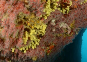 Entidades de la sociedad civil catalana solicitan al nuevo gobierno la protección del coral rojo