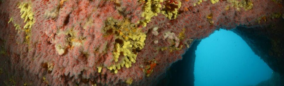 Entidades de la sociedad civil catalana solicitan al nuevo gobierno la protección del coral rojo