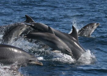 Ecologistas en Acción pide al nuevo Ministerio de Transición Ecológica actuaciones para la conservación de los cetáceos