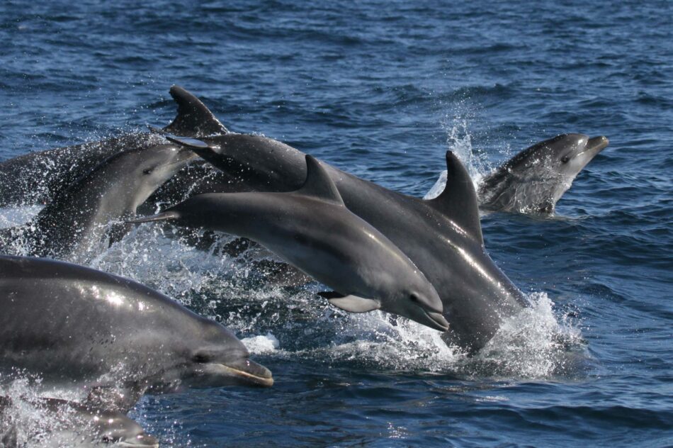 Ecologistas en Acción pide al nuevo Ministerio de Transición Ecológica actuaciones para la conservación de los cetáceos