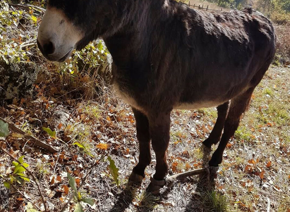 LIBERA! y Fundación Franz Weber trasladan a Medio Rural varios casos de crueldad contra los animales