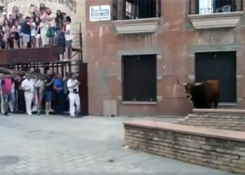 La Plataforma La Tortura No es Cultura denuncia a Coria por  matar públicamente al toro de un tiro