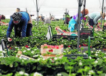 El PCA plantea modificaciones a la PAC y sanciones a empresas para evitar el abuso laboral en el campo andaluz