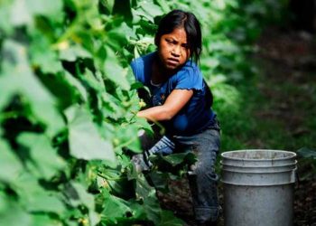FAO denuncia el trabajo infantil en la agricultura