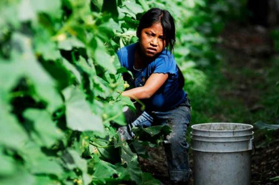 FAO denuncia el trabajo infantil en la agricultura