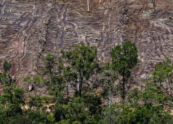 Greenpeace denuncia al mayor comerciante de aceite de palma por deforestar una superficie de selva tropical equivalente a dos veces París