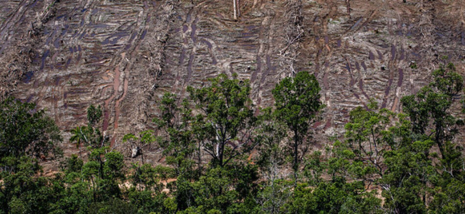 Greenpeace denuncia al mayor comerciante de aceite de palma por deforestar una superficie de selva tropical equivalente a dos veces París