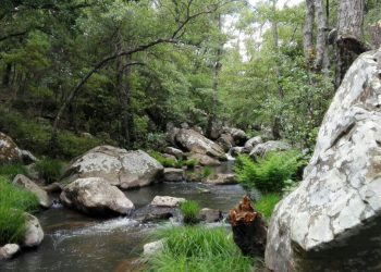 Propuestas para la gestión de las reservas naturales fluviales