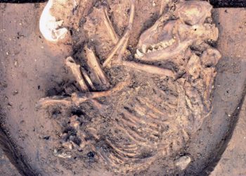 La colonización europea acabó con los perros americanos