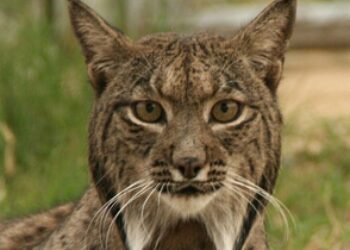 Por fin a los animales se les escucha