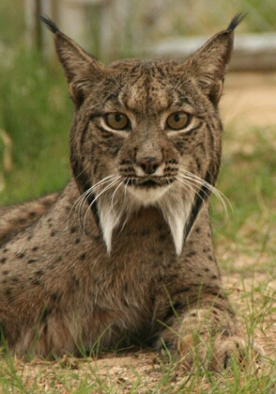Por fin a los animales se les escucha