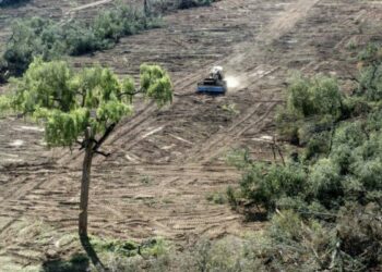 El Chaco paraguayo en la mira de la soja