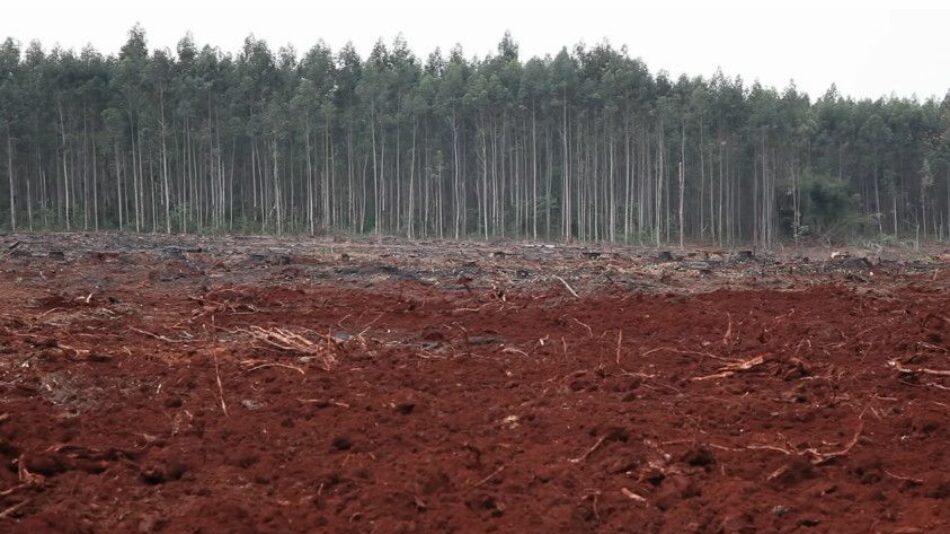 Argentina. «Roja Tierra Nuestra»: Un documental de recuperación contra Forestal Arauco