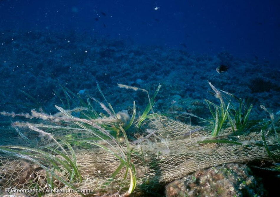 Greenpeace, GEN-GOB, Oceana y Terraferida realizarán el primer muestreo social de amenazas a la posidonia en Ibiza y Formentera