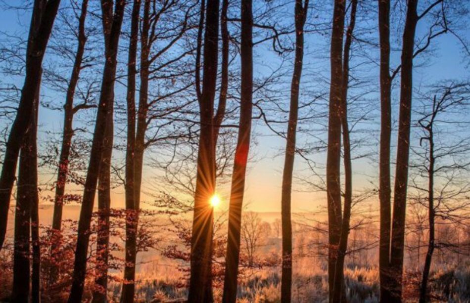 Brasil. Impunidad de industria maderera dispara la violencia contra los pueblos indígenas