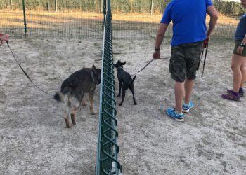 Participa Sevilla reclama nuevas zonas de esparcimiento canino en los parques públicos