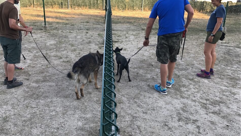 Participa Sevilla reclama nuevas zonas de esparcimiento canino en los parques públicos