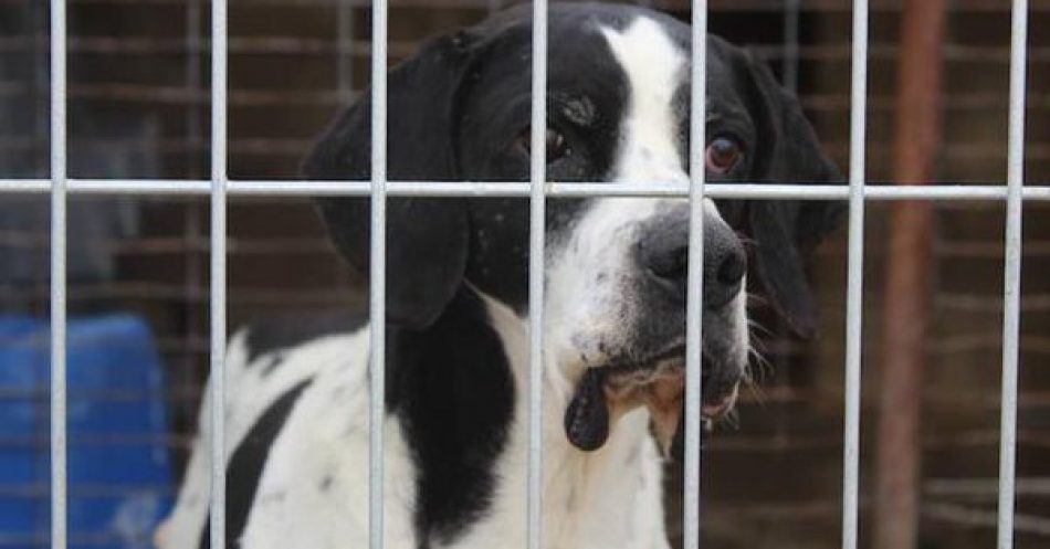 León en Común acusa a Pedro Llamas de mentir y de aprovecharse de la Protectora de Animales