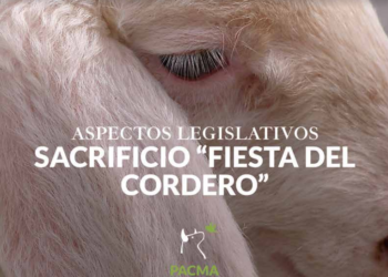 PACMA denuncia la ilegalidad de los sacrificios de corderos que se realizan hoy en toda España