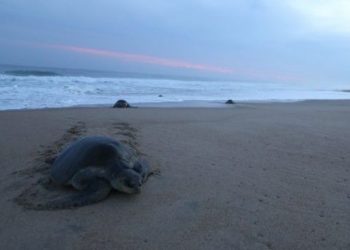 Hallan 122 tortugas marinas muertas en México con rasgos de tortura