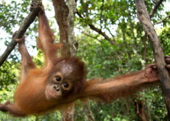 Orangutanes en peligro