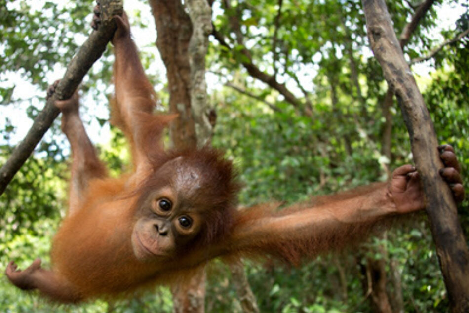 Orangutanes en peligro