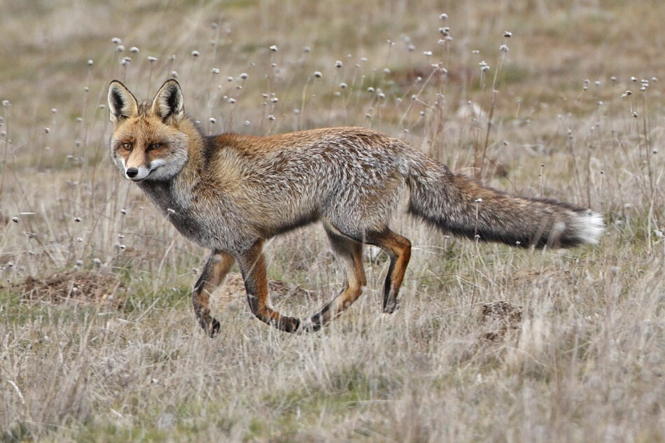 La caza a examen en Extremadura