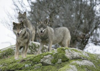 EQUO denuncia la política continuista contra el lobo del Gobierno de Pedro Sánchez